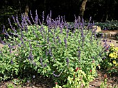 SALVIA INDIGO SPIRES