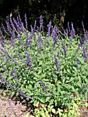 SALVIA INDIGO SPIRES