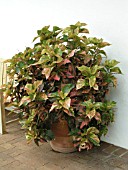 ACALYPHA WILKESIANA IN CONTAINER