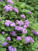 AGERATUM HOUSTONIANUM ARTIST ALTO BLUE