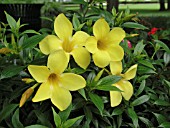 ALLAMANDA CATHARTICA