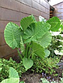 ALOCASIA MACRORHIZOS