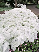 CALADIUM CANDIDUM JR