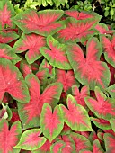 CALADIUM FLORIDA CARDINAL