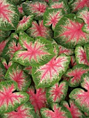 CALADIUM ROSEBUD