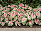 CALADIUM ROSEBUD