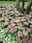 CALADIUM ROSEBUD