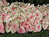 CALADIUM WHITE QUEEN
