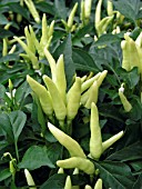 CAPSICUM ANNUUM CHILLY CHILLI