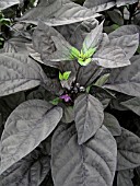 CAPSICUM ANNUUM EXPLOSIVE EMBER