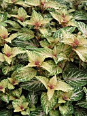 COLEUS AMORA