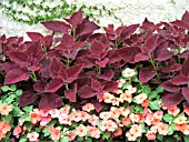 COLEUS BURGUNDY SUN