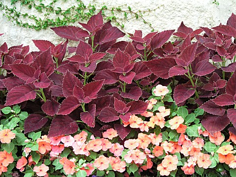 COLEUS_BURGUNDY_SUN