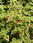 COLEUS SWISS SUNSHINE