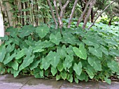 COLOCASIA ESCULENTA