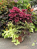 CONTAINER PLANTING COLEUS, IPOMOEA, ZINNIA