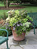 CONTAINER PLANTING IPOMOEA, COLEUS, PLECTRANTHUS, TORENIA