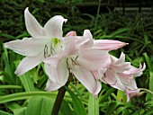 CRINUM POWELLII