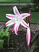 CRINUM VERA CRUZ