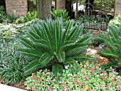 CYCAS REVOLUTA SAGO PALM