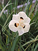 DIETES BICOLOR