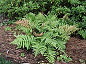 DRYOPTERIS ERYTHROSORA