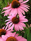 ECHINACEA PURPUREA WITH BEE