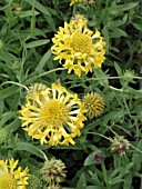 GAILLARDIA TORCH YELLOW