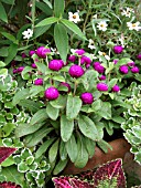 GOMPHRENA GLOBOSA GNOME PURPLE