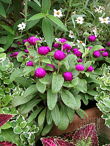 gnome gomphrena globosa