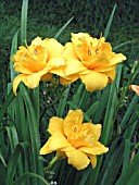 HEMEROCALLIS CONDILLA