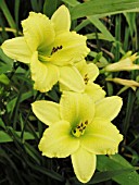 HEMEROCALLIS GREEN FLUTTERS