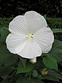 HIBISCUS MOSCHEUTOS BLUE RIVER II