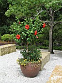 HIBISCUS ROSA SINENSIS IN CONTAINER,  .