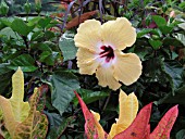 HIBISCUS ROSA-SINENSIS SUNDANCE