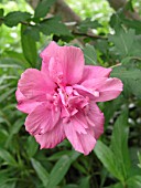 HIBISCUS SYRIACUS ARDENS