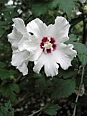 HIBISCUS SYRIACUS CHINA ROSE