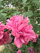 HIBISCUS SYRIACUS DOUBLE ROSE