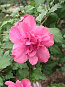 HIBISCUS SYRIACUS DOUBLE ROSE