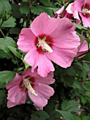 HIBISCUS SYRIACUS MINERVA