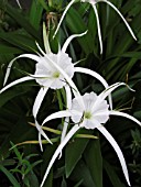 HYMENOCALLIS TROPICAL GIANT