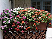 IMPATIENS WALLERIANA PALNTER BOX