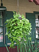 IPOMOEA MARGARITA HANGING BASKET