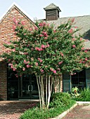 LAGERSTROEMIA INDICA