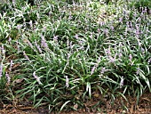 LIRIOPE MUSCARI