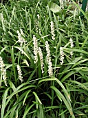 LIRIOPE MUSCARI WHITE