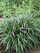 LIRIOPE MUSCARI