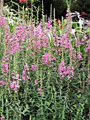 LYTHRUM MORDEN PINK