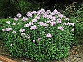 PHLOX PANICULATA BRIGHT EYES