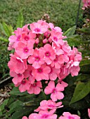 PHLOX PANICULATA PINK FLAME